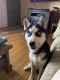 Siberian Husky Puppies for sale in Pleasant View, TN 37146, USA. price: NA