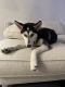 Siberian Husky Puppies for sale in Fort Myers, FL, USA. price: NA