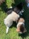 Siberian Husky Puppies for sale in Lake Havasu City, AZ, USA. price: $500
