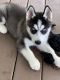 Siberian Husky Puppies for sale in Nashua, NH, USA. price: $500