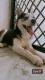 Siberian Husky Puppies for sale in Patiala, Punjab, India. price: 35000 INR