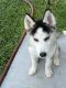 Siberian Husky Puppies for sale in Tampa, FL 33602, USA. price: NA