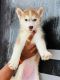 Siberian Husky Puppies for sale in Ambegaon BK, Pune, Maharashtra, India. price: 25000 INR