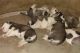 Siberian Husky Puppies for sale in 65 Buckingham St, Springfield, MA 01109, USA. price: NA