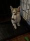Siberian Husky Puppies for sale in Pottsville, PA 17901, USA. price: $475