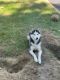 Siberian Husky Puppies for sale in South Jersey, NJ, USA. price: $500