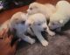 Siberian Husky Puppies for sale in Winston-Salem, NC 27127, USA. price: $700