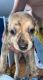 Siberian Husky Puppies for sale in POTAWATAMI PK, IN 46360, USA. price: $400