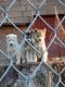 Siberian Husky Puppies for sale in Richmond, VA, USA. price: $750