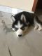 Siberian Husky Puppies for sale in Chandigarh, India. price: 38000 INR