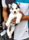 Siberian Husky Puppies for sale in Bhiwadi, Rajasthan, India. price: 18000 INR