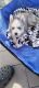 Siberian Husky Puppies for sale in Newark, DE, USA. price: $500