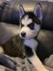 Siberian Husky Puppies for sale in League City, TX 77573, USA. price: $850