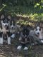 Siberian Husky Puppies for sale in St Cloud, FL, USA. price: $500