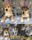 Siberian Husky Puppies for sale in Indian Land, SC 29707, USA. price: NA