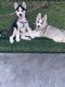 Siberian Husky Puppies for sale in Homestead, FL, USA. price: $800