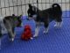 Siberian Husky Puppies for sale in S Carolina St, Avon Park, FL 33825, USA. price: NA
