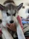 Siberian Husky Puppies for sale in Crescent City, CA 95531, USA. price: NA