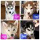 Siberian Husky Puppies for sale in Senoia, GA 30276, USA. price: $80,000