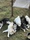 Siberian Husky Puppies for sale in Uncasville, Montville, CT 06382, USA. price: NA