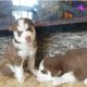 Siberian Husky Puppies for sale in Tennessee City, TN 37055, USA. price: $270