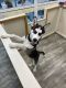 Siberian Husky Puppies for sale in Miami, FL, USA. price: $1,000
