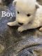 Siberian Husky Puppies for sale in Othello, WA 99344, USA. price: $500