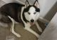 Siberian Husky Puppies for sale in Cypress, TX, USA. price: NA