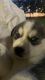 Siberian Husky Puppies for sale in Beaver Dam, WI 53916, USA. price: NA