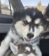 Siberian Husky Puppies for sale in Glendale, AZ, USA. price: $300