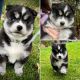 Siberian Husky Puppies for sale in Missoula, MT, USA. price: $100,000