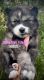 Siberian Husky Puppies for sale in Missoula, MT, USA. price: $80,000