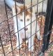 Siberian Husky Puppies for sale in York, SC 29745, USA. price: $400
