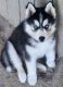 Siberian Husky Puppies for sale in York, SC 29745, USA. price: $900
