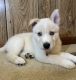 Siberian Husky Puppies for sale in Gainesville, GA, USA. price: $200