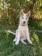 Siberian Husky Puppies for sale in Cottonwood, CA 96022, USA. price: $700
