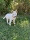 Siberian Husky Puppies for sale in Cottonwood, CA 96022, USA. price: $800