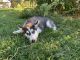 Siberian Husky Puppies for sale in Cottonwood, CA 96022, USA. price: $700