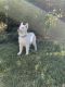Siberian Husky Puppies for sale in Cottonwood, CA 96022, USA. price: NA