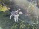 Siberian Husky Puppies for sale in Cottonwood, CA 96022, USA. price: $200