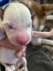Siberian Husky Puppies for sale in Lakeside Dr, Kissimmee, FL, USA. price: $3,000
