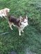 Siberian Husky Puppies for sale in Watertown, NY 13601, USA. price: NA