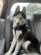 Siberian Husky Puppies for sale in The Bronx, NY, USA. price: NA