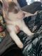 Siberian Husky Puppies for sale in McMinnville, OR 97128, USA. price: NA