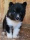 Siberian Husky Puppies for sale in Johnson City, TN 37604, USA. price: $600