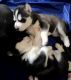 Siberian Husky Puppies for sale in Wake Forest, NC 27587, USA. price: $700