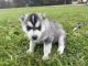 Siberian Husky Puppies for sale in Maine, ME 04736, USA. price: $800