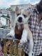 Siberian Husky Puppies for sale in Nashik, Maharashtra, India. price: NA