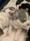 Siberian Husky Puppies for sale in Williamsville Rd, Delaware, USA. price: $1,500
