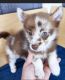 Siberian Husky Puppies for sale in Chicago, IL, USA. price: $400